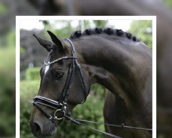 dressage horse Serizzo G (Rhinelander, 2010, from Son of Cologne)