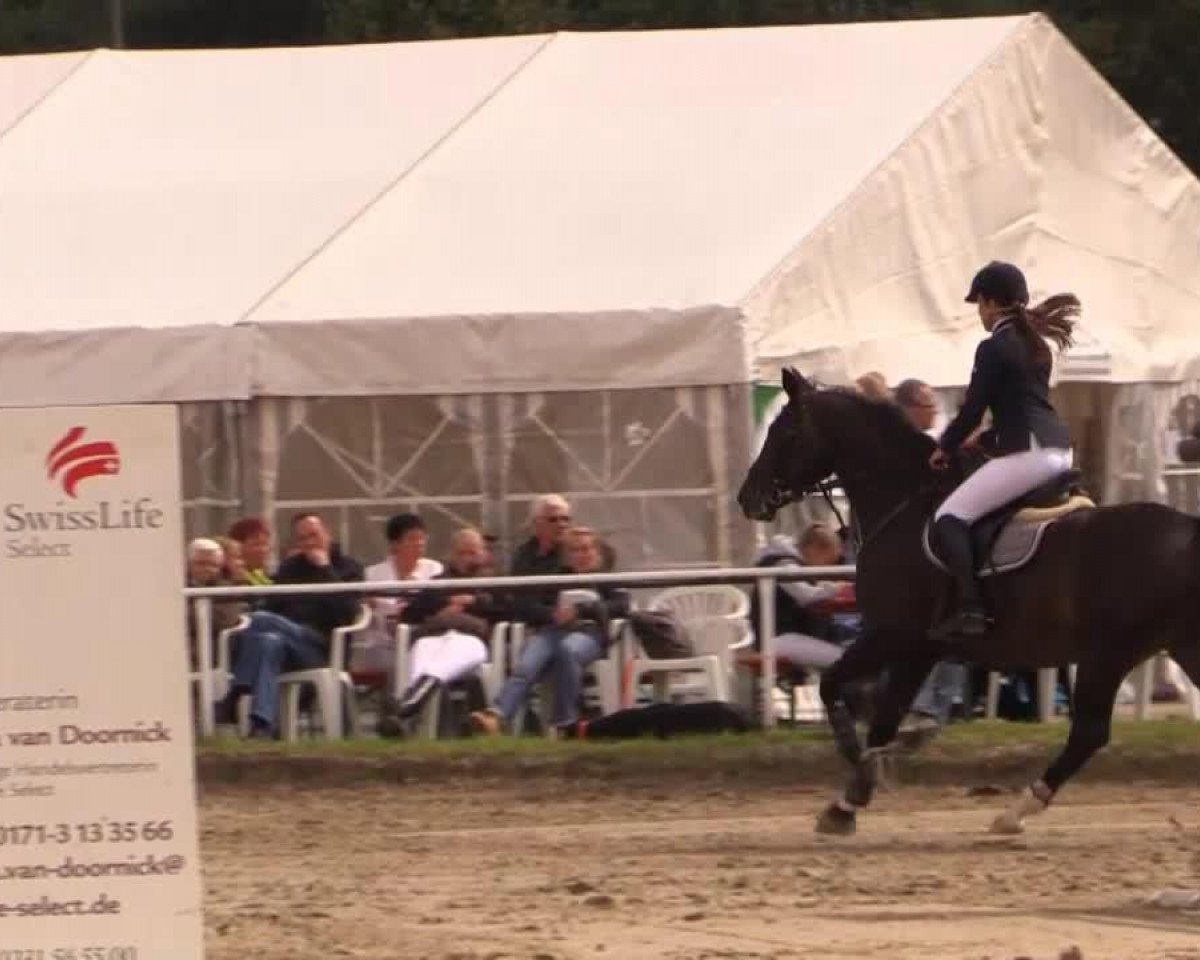jumper Eine wie keine 7 (Hanoverian, 2005, from El Bundy)