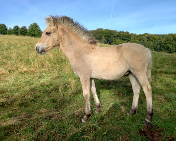 horse Sinatra (Fjord Horse, 2021, from Fjordbækken’s Sidan)