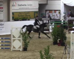 jumper Bacchus 68 (German Sport Horse, 2003, from Balou du Rouet)