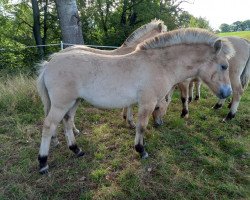 horse Arielle (Fjord Horse, 2021, from Fjordbækken’s Sidan)