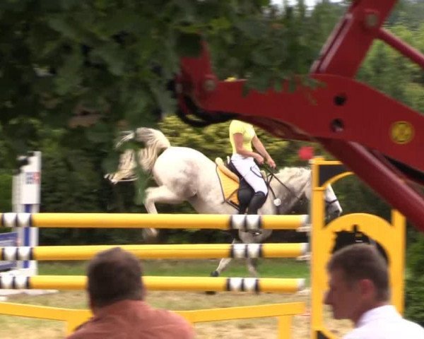 Springpferd Schou-Schou (Pony ohne Rassebezeichnung, 2006)