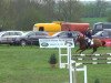 dressage horse Wesciana (Hanoverian, 2003, from Worldly I)