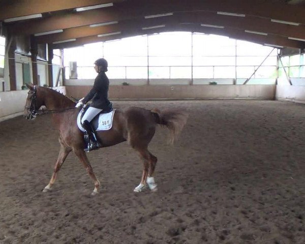 dressage horse Domenici 2 (Oldenburg, 2002, from Donnerhall)