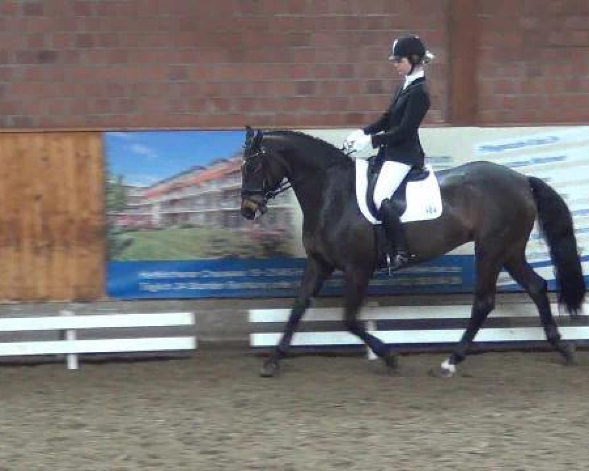 horse Shalimar 96 (Hanoverian, 1999, from Salvano)