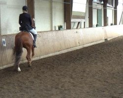 dressage horse Redcliff 4 (Hanoverian, 2006, from Rascalino)