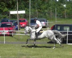 broodmare Viola Linnea (Holsteiner, 2005, from Chambertin)