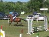 jumper Dancer 211 (Hessian Warmblood, 2002, from D-Online)