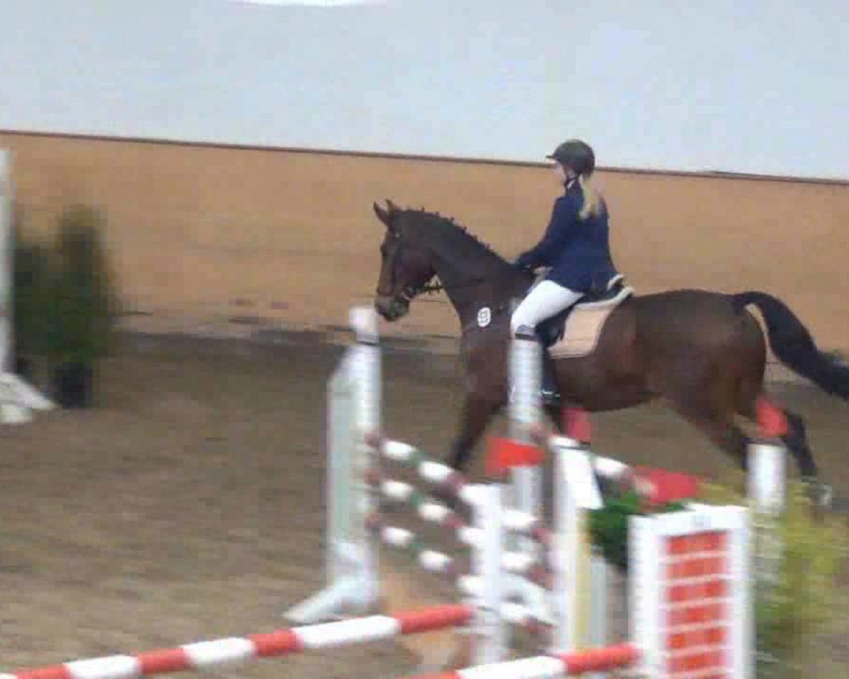 dressage horse Do It 22 (Hanoverian, 2003, from Dressage Royal)