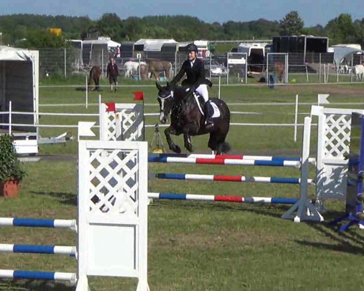 Zuchtstute Blackberry La Belle (Welsh-Cob (Sek. D), 1997, von Yorkin Come Lucky)