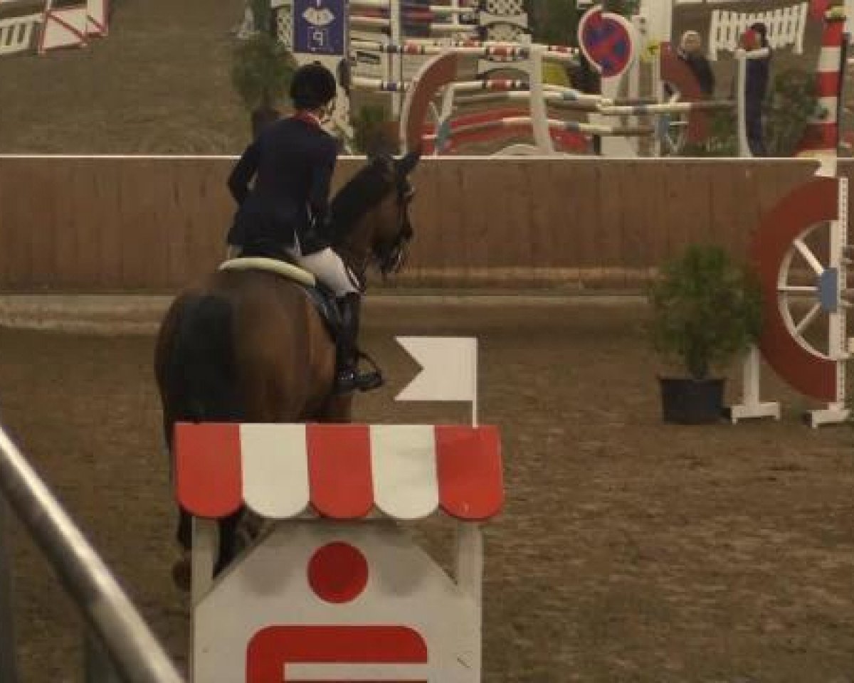 Springpferd Zetta (Holsteiner, 2007, von Clearway)