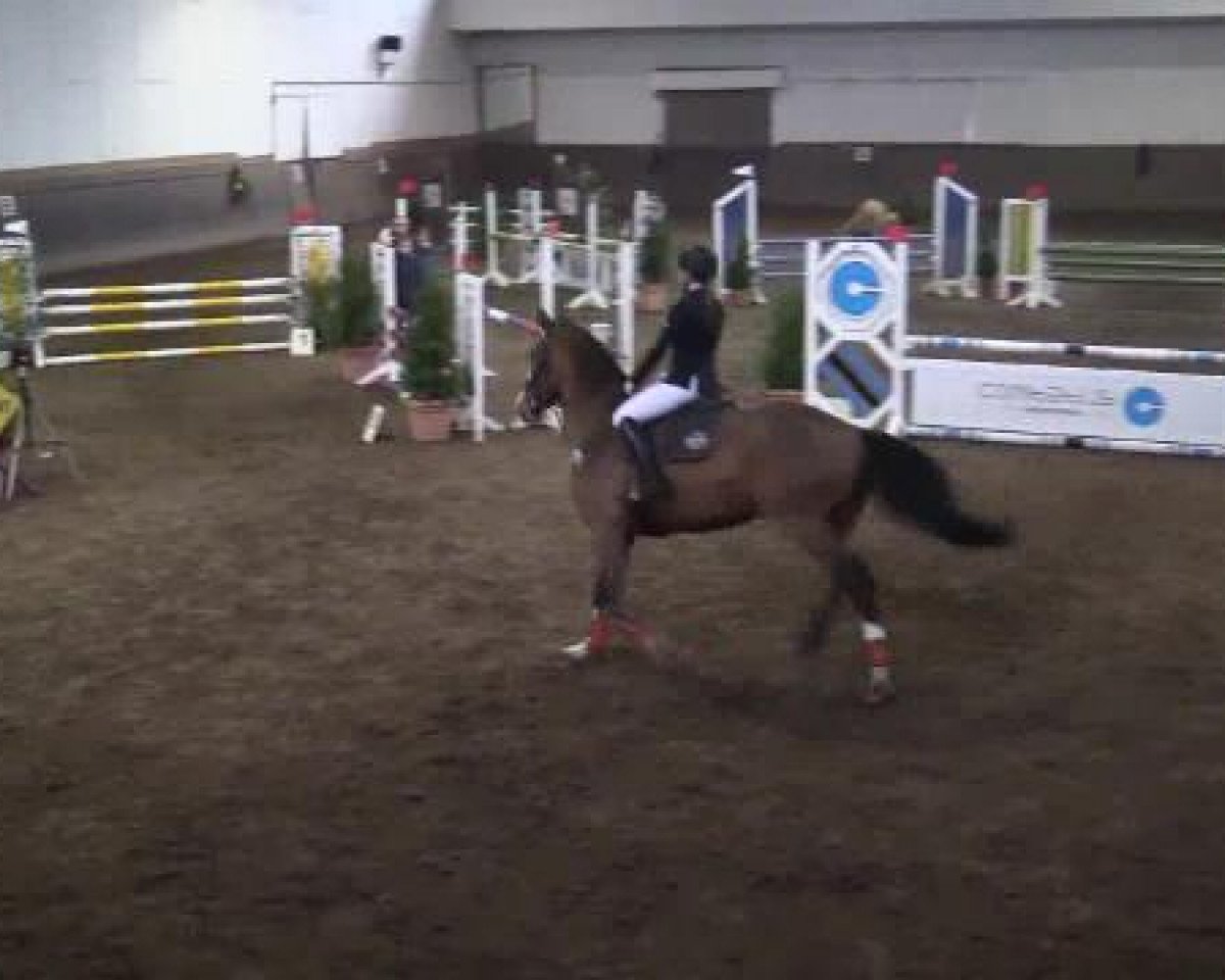 jumper Pearl Harbor 4 (Hanoverian, 2007, from Royal Blend)