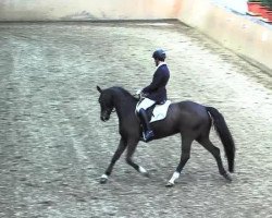 dressage horse Redfort 6 (Hanoverian, 2008, from Rotspon)