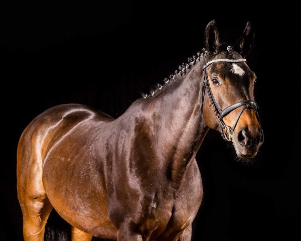 horse Santina 42 (Hanoverian, 2002, from Santini)