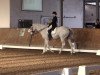 dressage horse Don-Heidelberg (Oldenburg, 1999, from Dream of Heidelberg I)