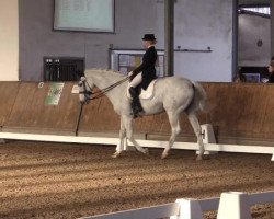 dressage horse Don-Heidelberg (Oldenburg, 1999, from Dream of Heidelberg I)