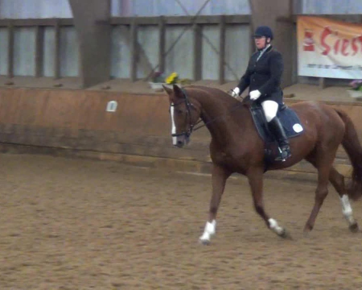 broodmare Divina S 2 (Oldenburg, 1999, from De Niro)