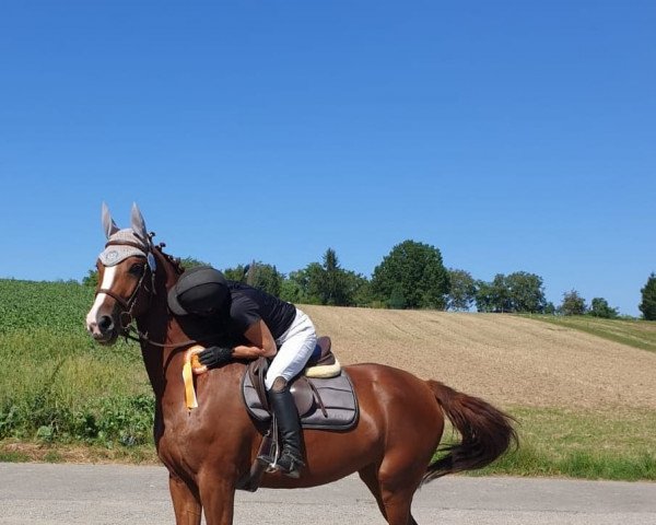 broodmare Virginia WD (German Sport Horse, 2016, from Valentino)