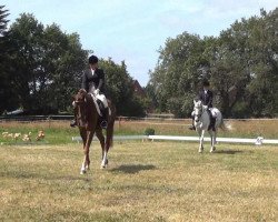 dressage horse Don Solley (Danish Warmblood, 2006, from Don Schufro)