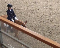 dressage horse Leonie 194 (unknown, 2001)