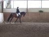 dressage horse Go Waka Waka (Hanoverian, 2006, from Grafenstolz)