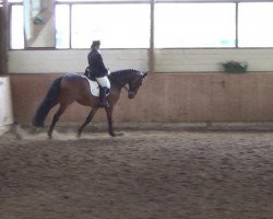 dressage horse Go Waka Waka (Hanoverian, 2006, from Grafenstolz)