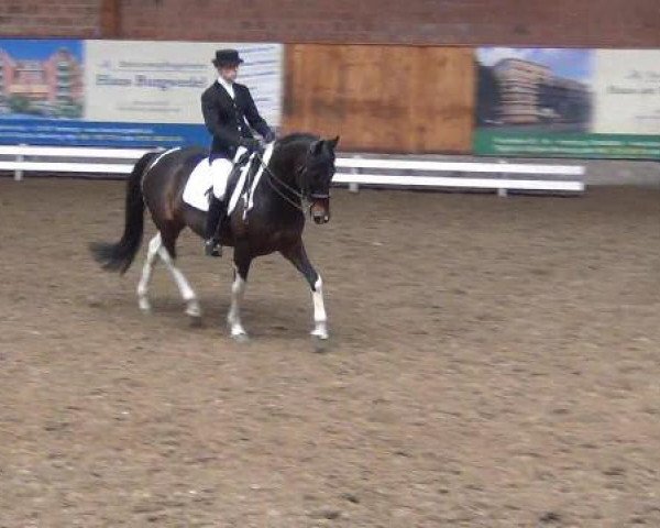 dressage horse Amigo 1258 (unknown, 2003)