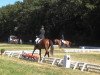 dressage horse Belmondo 151 (Hanoverian, 2002, from Bretone)