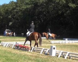 dressage horse Belmondo 151 (Hanoverian, 2002, from Bretone)