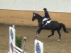 jumper Raudy 11 (Polish Warmblood, 2004, from Lajdak)