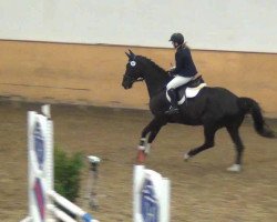 Springpferd Raudy 11 (Polnisches Warmblut, 2004, von Lajdak)