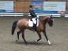 dressage horse Connery 30 (Holsteiner, 2006, from Con Air)