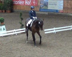 dressage horse Doing well 2 (Hanoverian, 2007, from Damsey FRH)