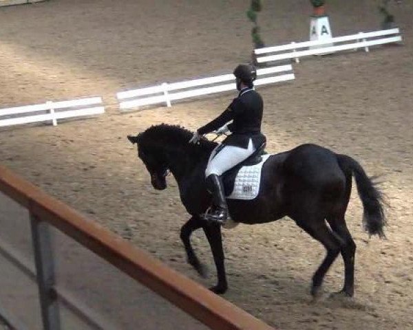 dressage horse Nathan 157 (Hanoverian, 1998, from Natiello xx)