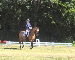 dressage horse Sandmann 51 (German Riding Pony, 2004, from Saturn)