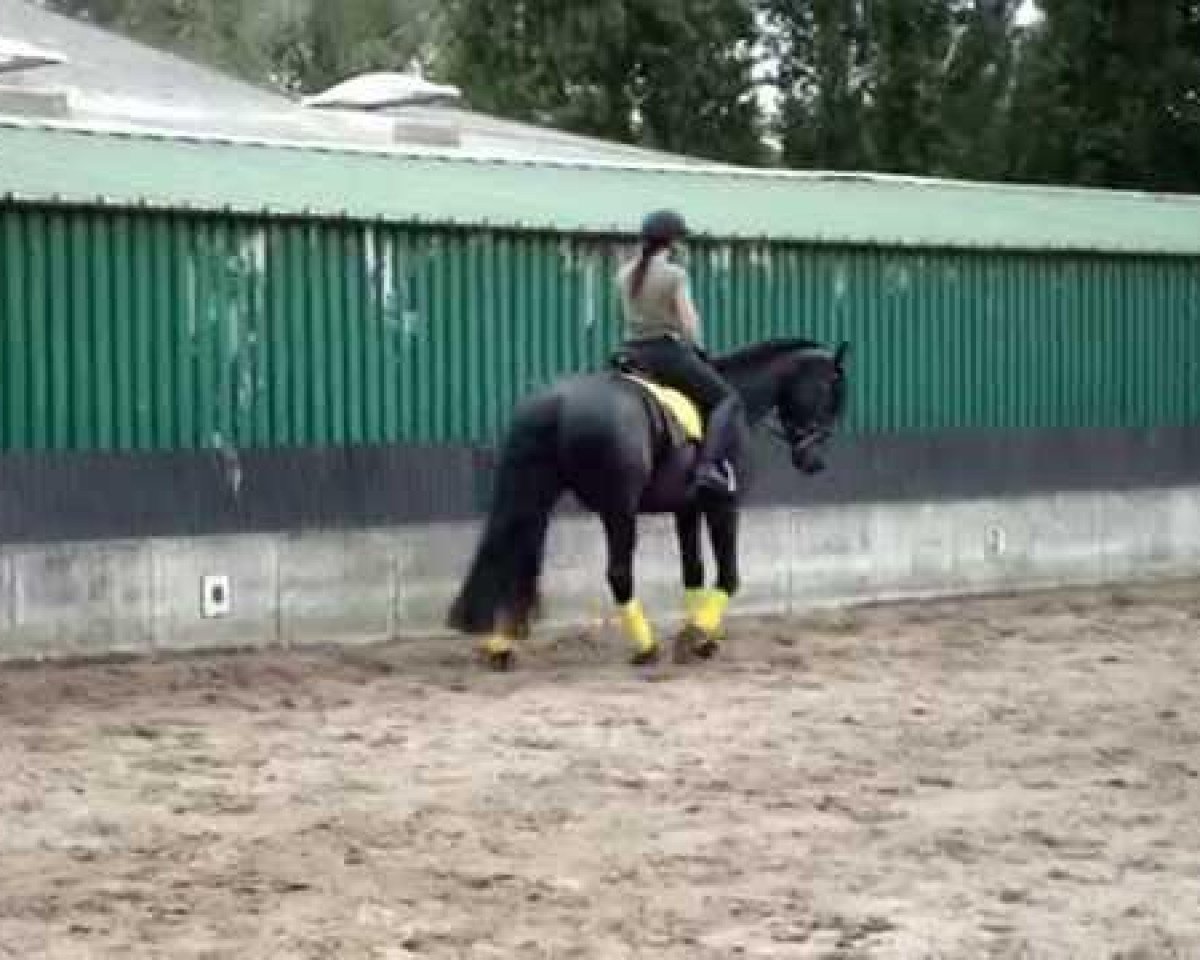 Dressurpferd Dark Wytse (Arabofriese, 2007, von Yk Dark Ynte)