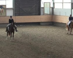 dressage horse Delarosa H (Hanoverian, 2008, from Dancier)