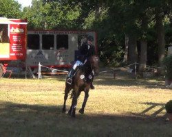 jumper Cattaro 8 (Holsteiner, 2001, from Carreno)