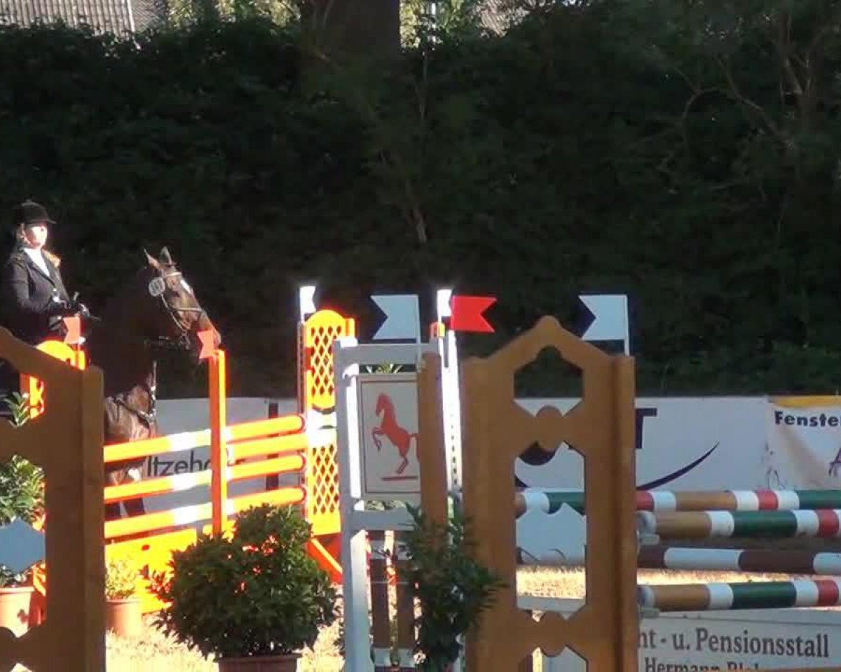 jumper Clint 23 (Holsteiner, 2001, from Calvados II)