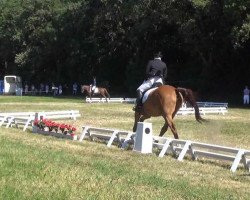 dressage horse Fireball 27 (Hanoverian, 2002, from Federweisser)