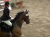 jumper Graziano 108 (Hanoverian, 2000, from Grand Cru)