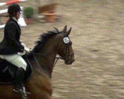 jumper Graziano 108 (Hanoverian, 2000, from Grand Cru)