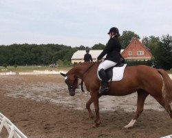 dressage horse Lege Artis (Hanoverian, 2004, from Londonderry)