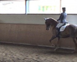 dressage horse Miraculix 16 (Hanoverian, 1996, from Matcho AA)