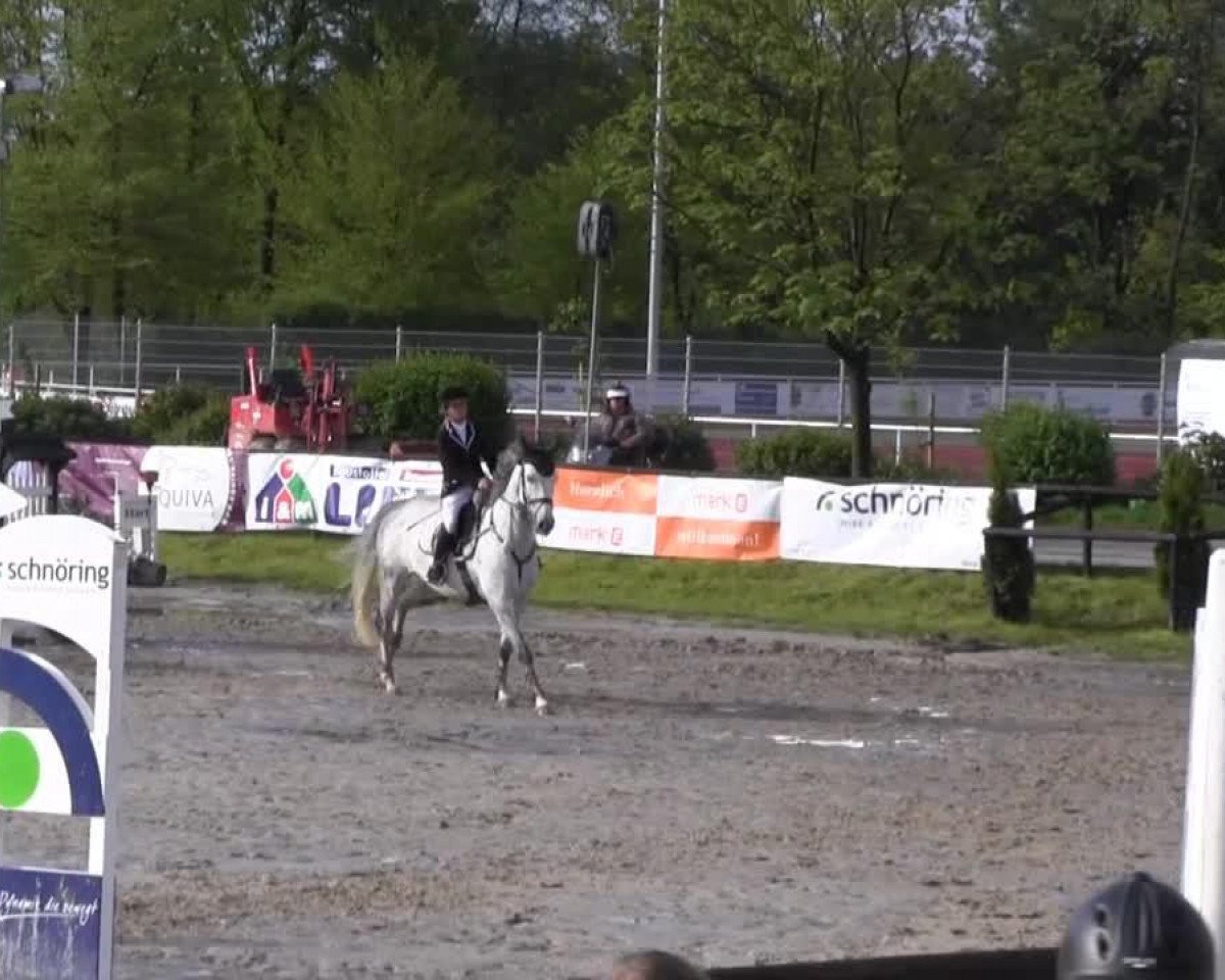 Springpferd Chedira (Holsteiner, 2006, von Calato)