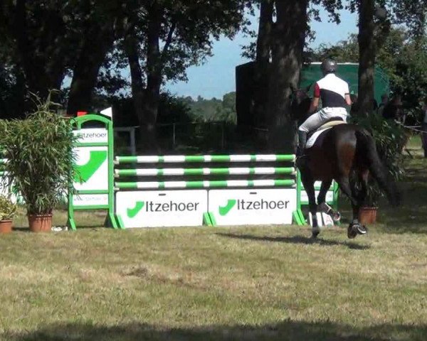 Springpferd Zitah (Holsteiner, 2007, von Colman)