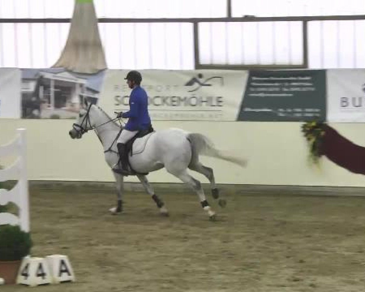 broodmare Negra Caballa (Holsteiner, 2007, from Nekton)