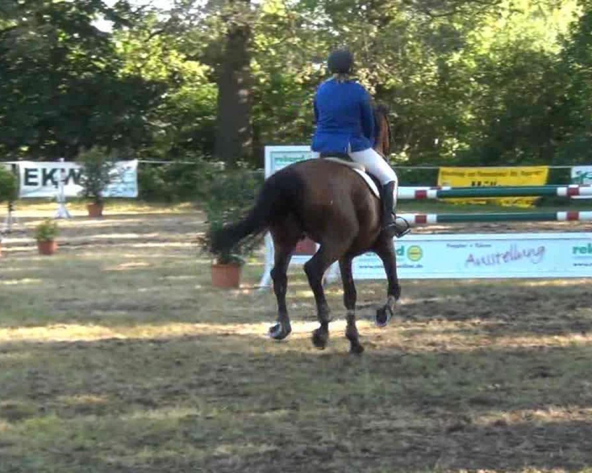 jumper Miss Sophie 13 (Holsteiner, 1999, from Marquis)