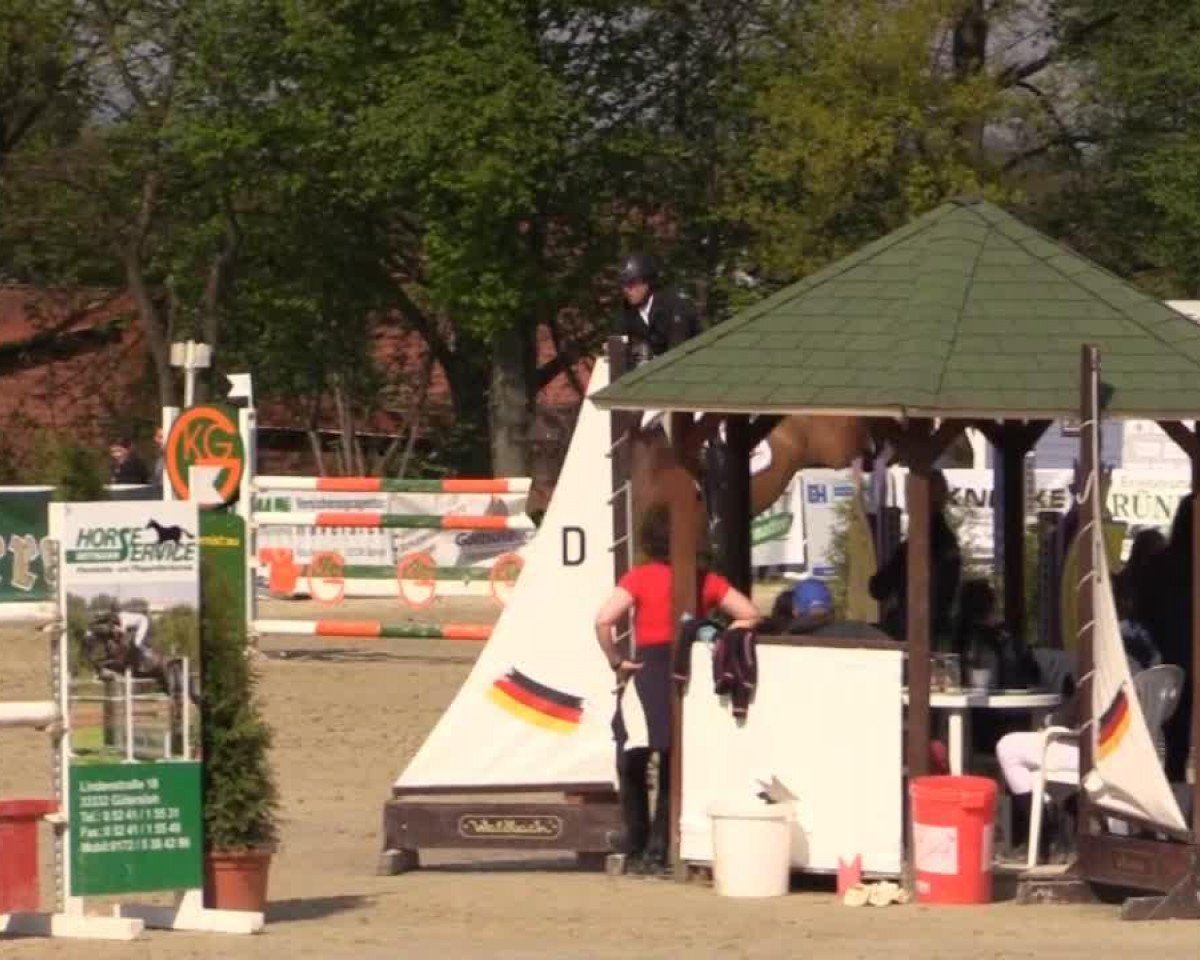 jumper Qatar D'Hof-Ten-Bos (Belgian Warmblood, 2000, from Caesar van de Helle)