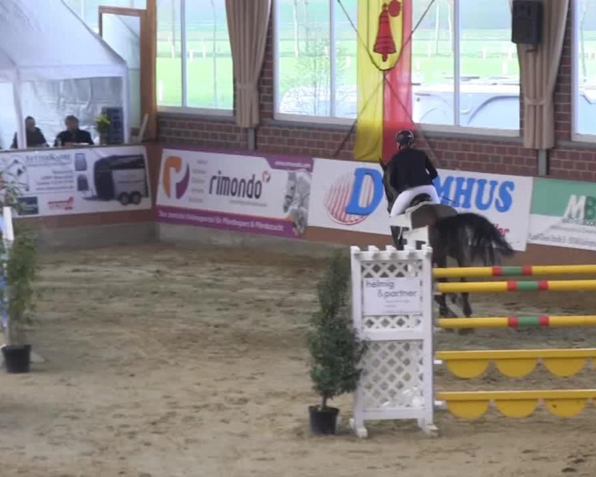 Springpferd Gk Quozient (Holsteiner, 2005, von Quantum)